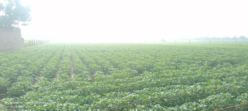  3 Bigha Residential Plot for Sale in Fatehabad Road, Agra