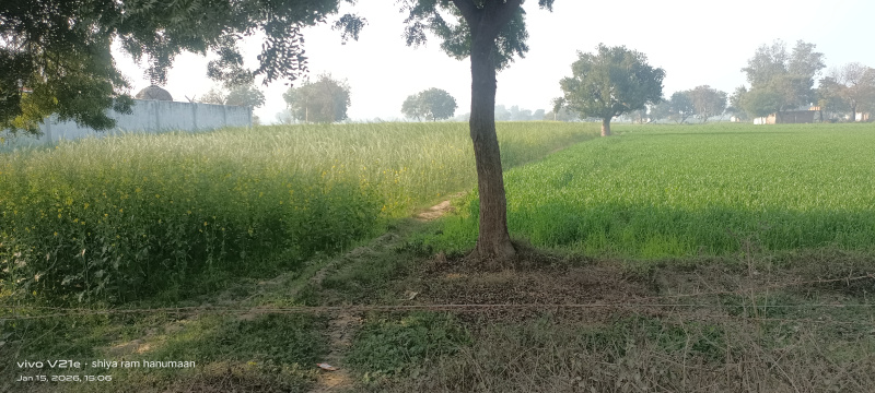  20 Bigha Residential Plot for Sale in Etmadpur, Agra
