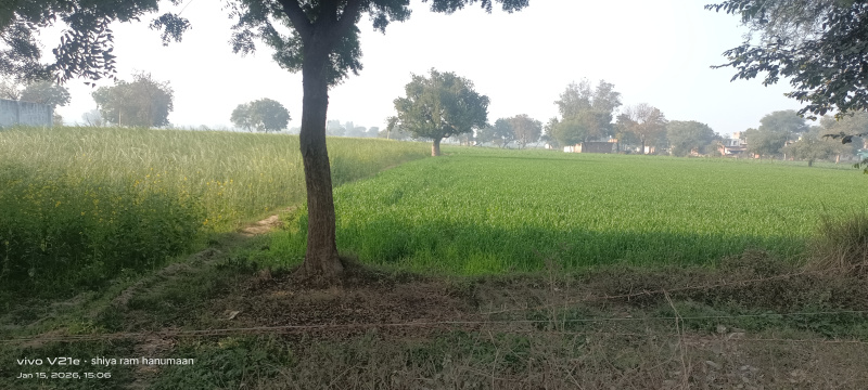  20 Bigha Residential Plot for Sale in Etmadpur, Agra