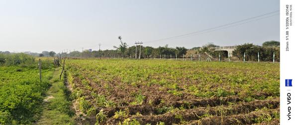  1 Bigha Agricultural/Farm Land for Sale in Fatehabad Road, Agra