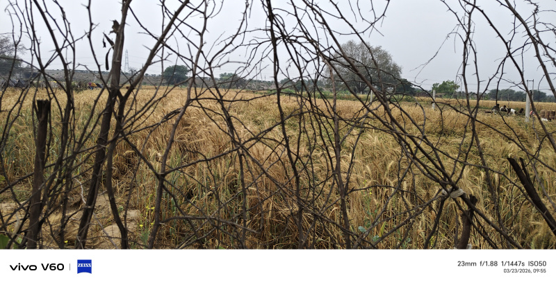  1 Bigha Agricultural/Farm Land for Sale in Fatehabad Road, Agra