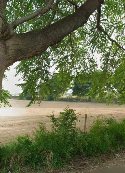  7 Bigha Agricultural/Farm Land for Sale in Nagla Sabla, Agra