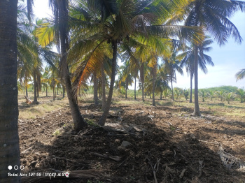  Agricultural Land for Sale in Kadur, Chikmagalur