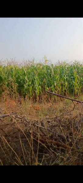  118484 Sq.ft. Agricultural/Farm Land for Sale in Dhone, Kurnool