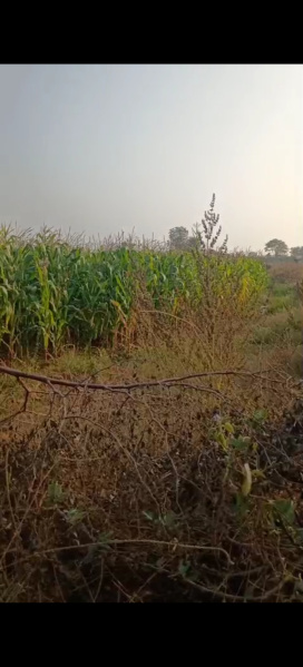  118484 Sq.ft. Agricultural/Farm Land for Sale in Dhone, Kurnool