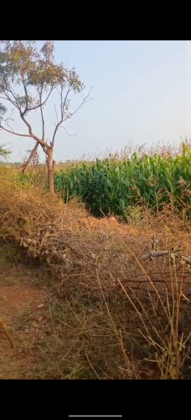  118484 Sq.ft. Agricultural/Farm Land for Sale in Dhone, Kurnool