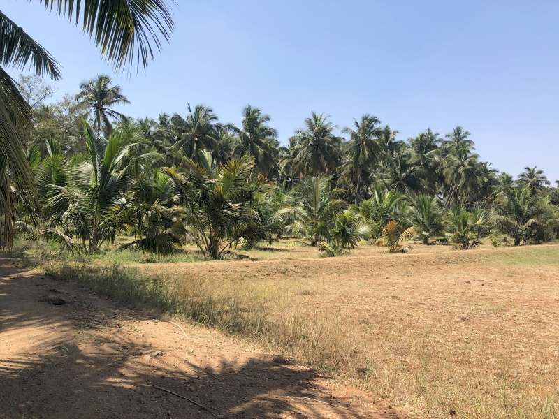  Agricultural Land 210 Cent for Sale in Kangeyam, Tirupur