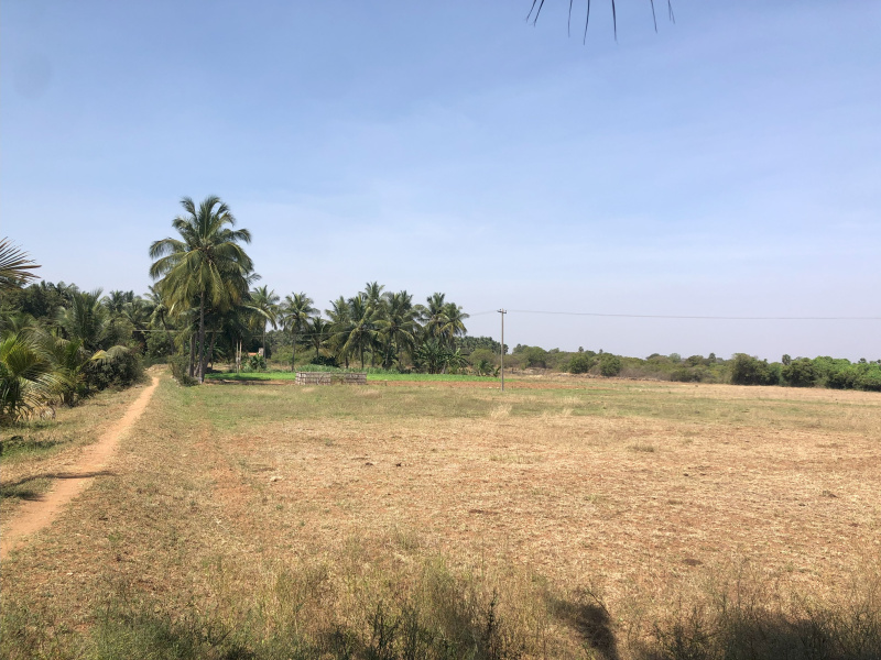  Agricultural Land 210 Cent for Sale in Kangeyam, Tirupur