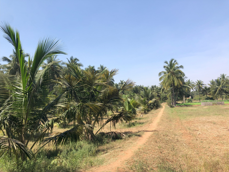  Agricultural Land 210 Cent for Sale in Kangeyam, Tirupur