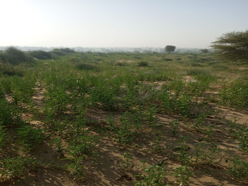  Agricultural Land 62 Bigha for Sale in Nokha, Bikaner