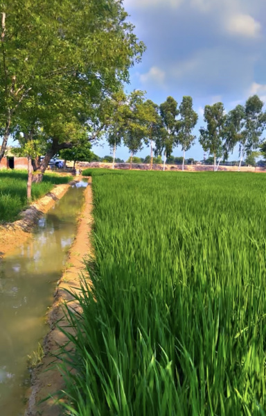  Agricultural Land 50 Ares for Sale in Abohar, Fazilka