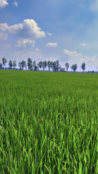  Agricultural Land 50 Ares for Sale in Abohar, Fazilka