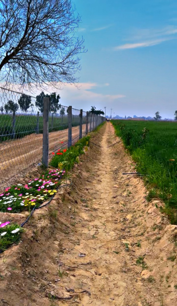  Agricultural Land 50 Ares for Sale in Abohar, Fazilka