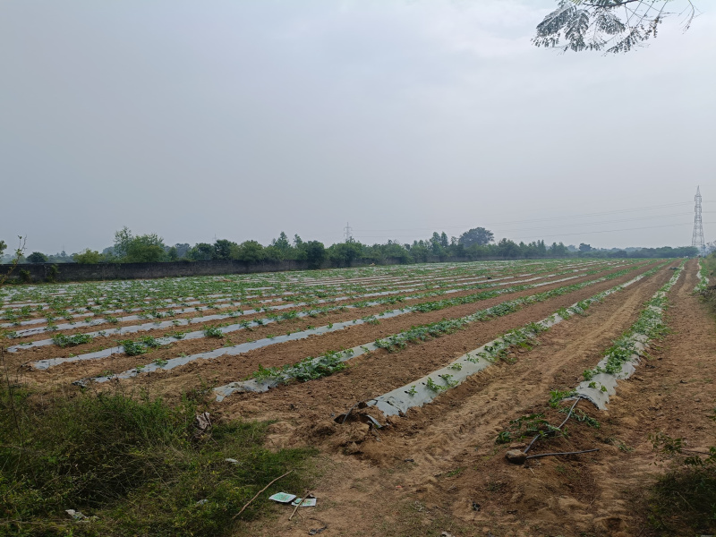  6 Acre Agricultural/Farm Land for Sale in Uthiramerur, Kanchipuram