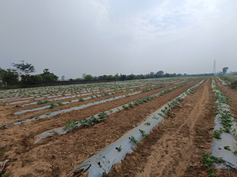  6 Acre Agricultural/Farm Land for Sale in Uthiramerur, Kanchipuram