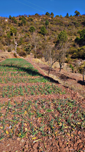  20 Bigha Residential Plot for Sale in Nahan, Sirmour