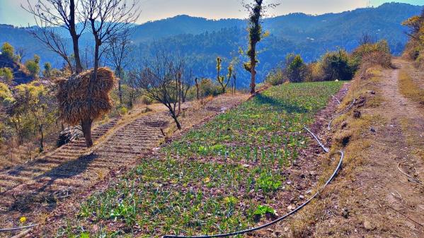  20 Bigha Residential Plot for Sale in Nahan, Sirmour