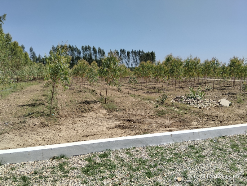  250 Sq. Yards Residential Plot for Sale in Behat, Saharanpur