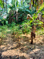  Residential Plot for Sale in Chinnakada, Kollam