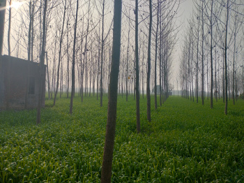  Agricultural Land for Sale in Jagadhri, Yamunanagar