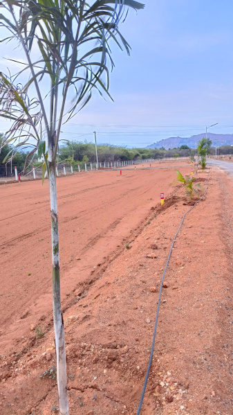  Residential Plot 1482 Sq.ft. for Sale in Thanakkankulam, Madurai