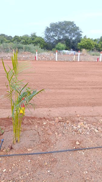  Residential Plot 1482 Sq.ft. for Sale in Thanakkankulam, Madurai
