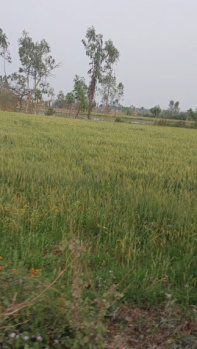  Agricultural Land for Sale in Kashipur, Udham Singh Nagar