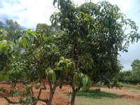 1 RK Farm House for Sale in Channapatna, Bangalore