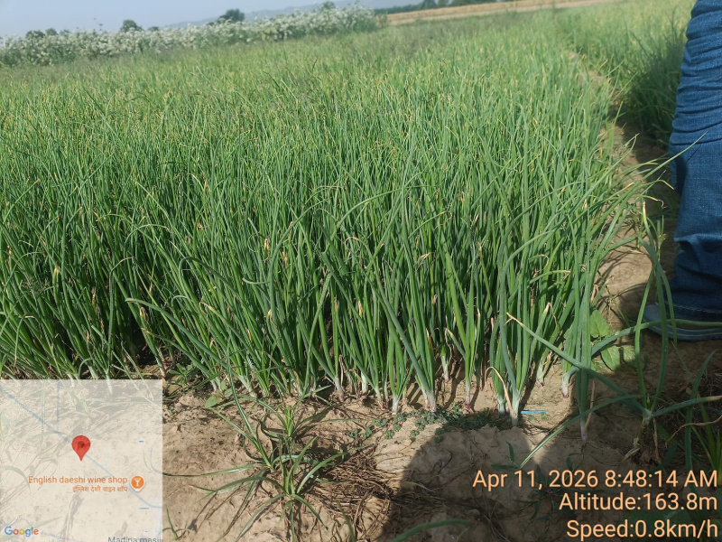  2 Acre Agricultural/Farm Land for Sale in Ferozepur Jhirka, Nuh