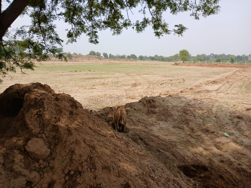  Agricultural Land 20 Acre for Rent in Sohna, Gurgaon
