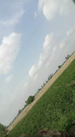 Agricultural Land for Sale in Samalkha, Panipat