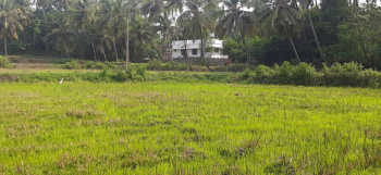 Agricultural Land for Sale in Nallepilly, Palakkad