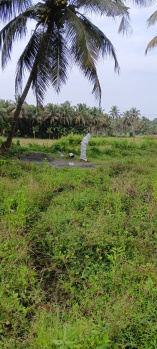  Agricultural Land for Sale in Nallepilly, Palakkad