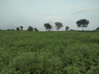  Agricultural Land for Sale in Shahpura, Jabalpur
