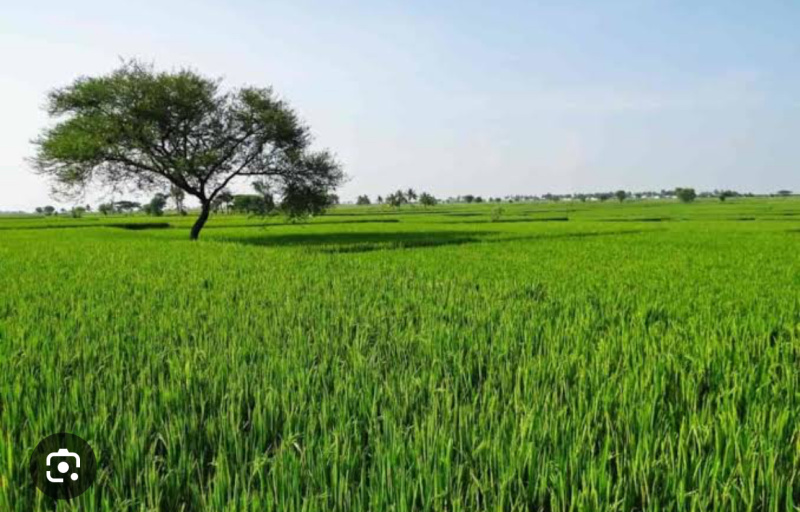 Agricultural Land 3 Ares for Sale in Barwala, Hisar