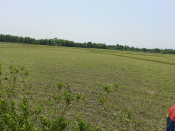  Agricultural Land for Sale in Simulia, Baleswar