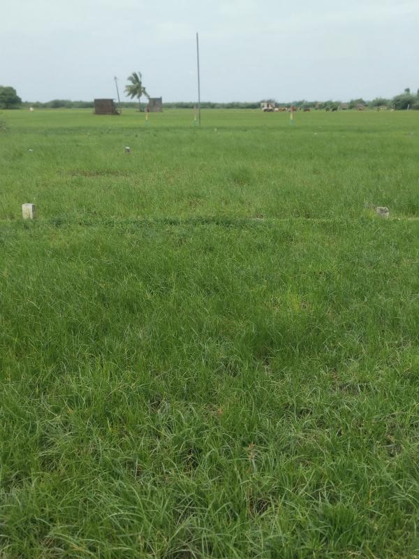  450 Sq.ft. Agricultural/Farm Land for Sale in Alapakkam, Chengalpattu