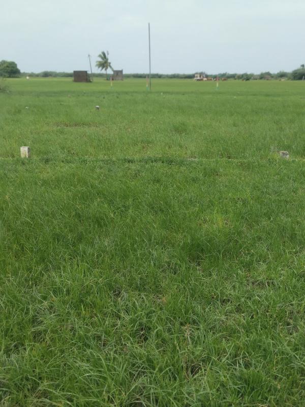  450 Sq.ft. Agricultural/Farm Land for Sale in Alapakkam, Chengalpattu