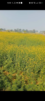  Agricultural Land for Sale in Manesar, Gurgaon