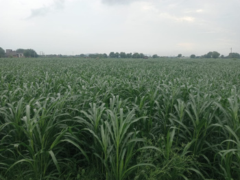  Agricultural Land for Sale in Tauru, Nuh