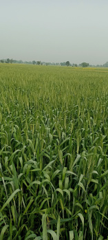  Agricultural Land for Sale in AB Road, Shajapur