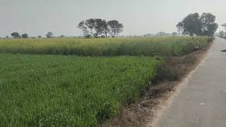  Agricultural Land 6 Acre for Sale in Vikas Nagar, Hisar