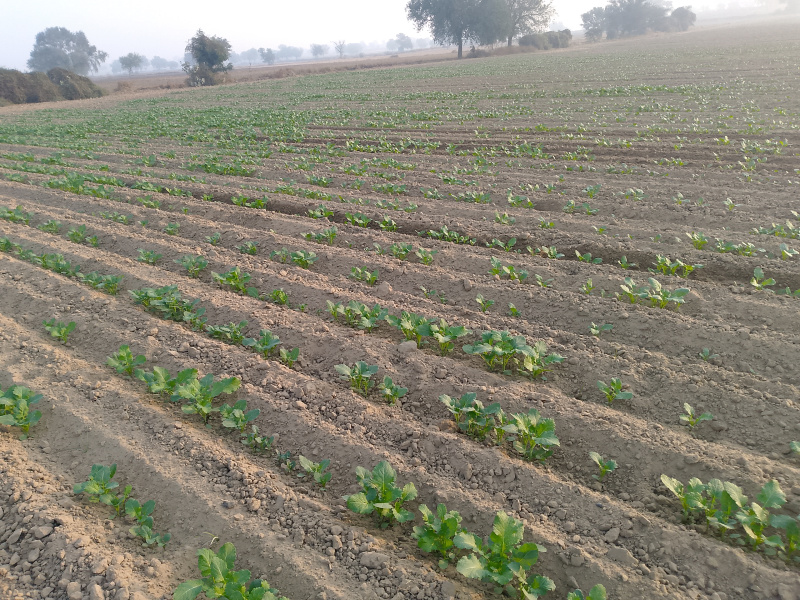  Agricultural Land 20 Acre for Sale in Siwani, Bhiwani