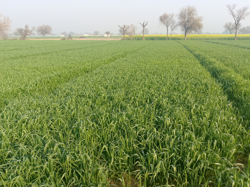  Agricultural Land 8 Acre for Sale in Balsamand, Hisar