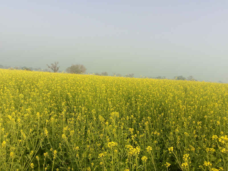  Agricultural Land 8 Acre for Sale in Balsamand, Hisar