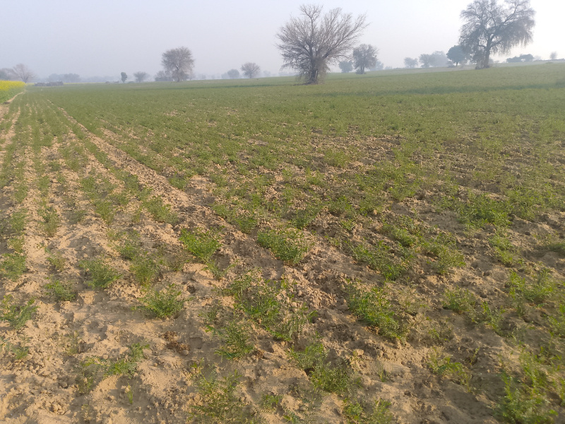  Agricultural Land 8 Acre for Sale in Balsamand, Hisar