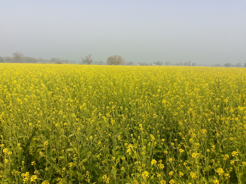  Agricultural Land 25 Acre for Sale in Balsamand, Hisar