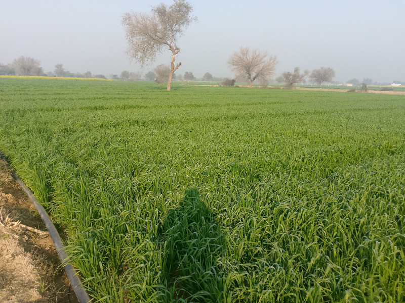  Agricultural Land 18 Acre for Sale in Siwani Road, Hisar