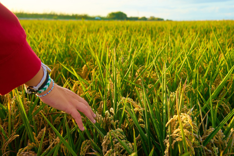  14 Acre Agricultural/Farm Land for Sale in Adampur, Hisar