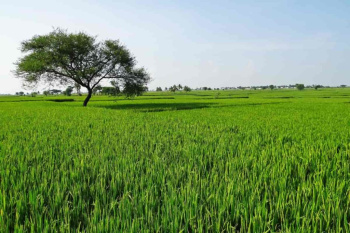  Agricultural Land for Sale in Huda Sector, Fatehabad